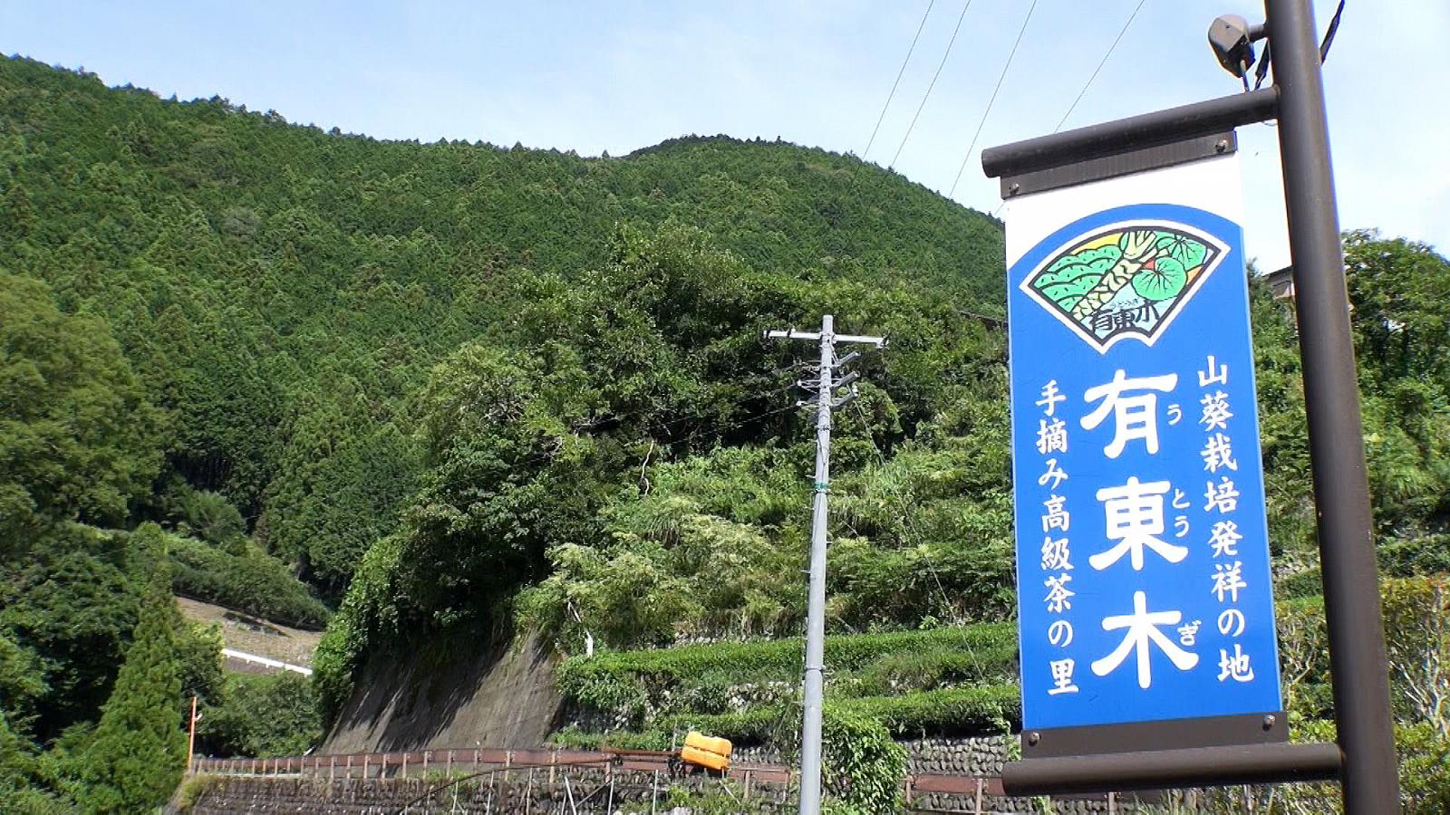 清流のめぐみ 有東木の山わさび 大（8〜12本で1kg）世界農業遺産 静岡市 - 野菜