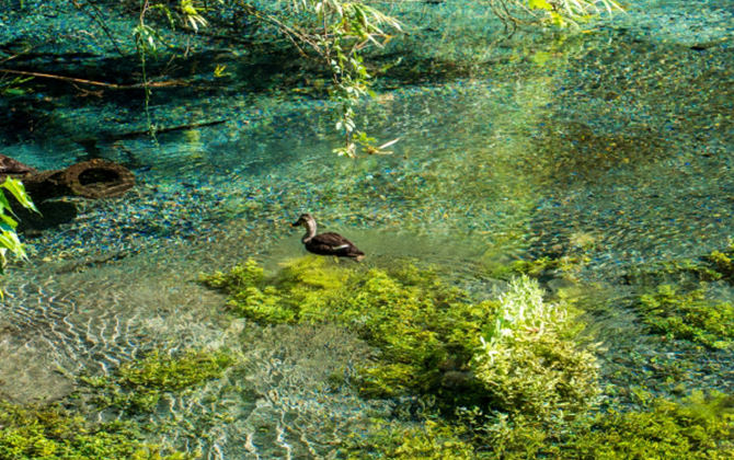 とにかく水が美しい！